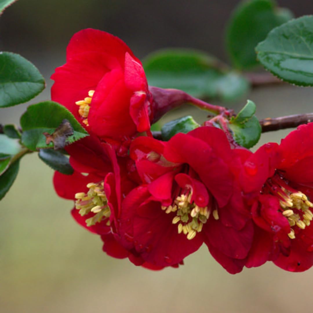 Chaenomeles Japonica Flowering Quince Tree Live Plant Bush Shrub, 3-6" in Tall in 4" Pot, Well Rooted Starter Plants, Zones 5-9, Red Color Bloom