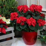 2 Poinsettia Plants Live, Rose Poinsettia Flowers Christmas Decorations, Holiday Houseplant, Poinsettias Trees Plants, No Pot, 5-9" Tall