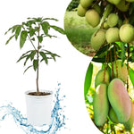 Glenn Mango Tree Live Plant, 8–12 Inch Tall in Pot, Sweet Hardy Mango Seedling Variety for Planting, Outdoor Fast-Growing