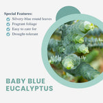 Eucalyptus Plant Live, Baby Blue Eucalyptus Tree Live, 4 to 7 Inches Tall, Cold Hardy Eucalyptus Starter Plant for Indoor Outdoor Planting