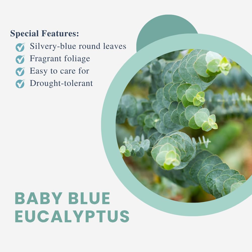 Live Eucalyptus Plant, Baby Blue Eucalyptus Tree Live Plant, Fragrant, Silver Blue Foliage, Live Eucalyptus Plants Indoor for Home and Office Decoration, 4 to 7 Inches Tall
