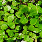 2 Plectranthus Swedish Ivy Plants Live for Planting, Green Swedish Ivy Mint Herb Starter Plants, Live Swedish Ivy Houseplants