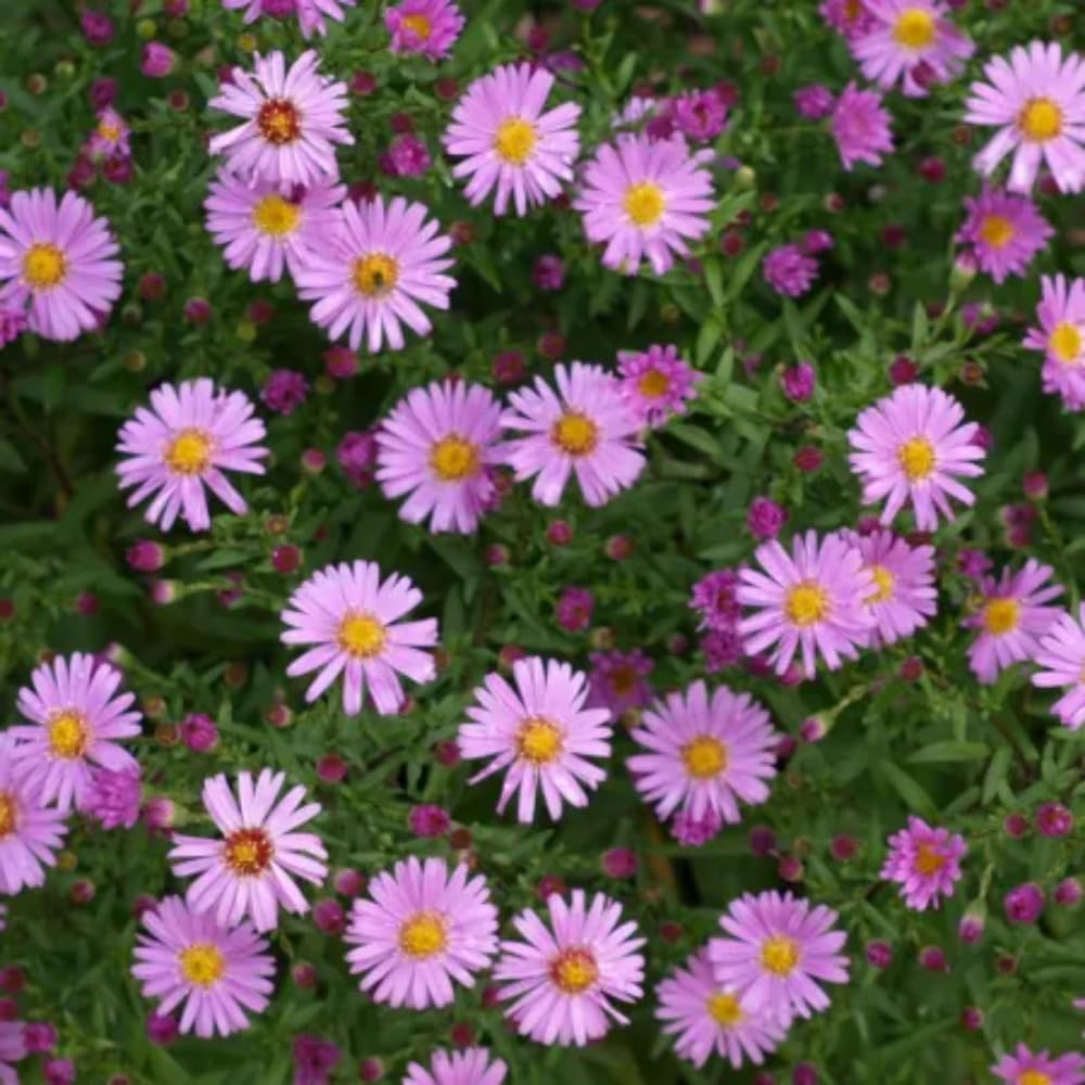 3 Asters Perennial Live Plants, Pink Aster Plants Live for Growing Outdoors, 4 to 6 Inc Tall Well Rooted