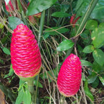 Pack 10 Shampoo Ginger Roots for Growing Perennial Garden, Awapuhi Zingiber Zerumbet Ginger Rhizomes, Hawaiian Ginger Lily