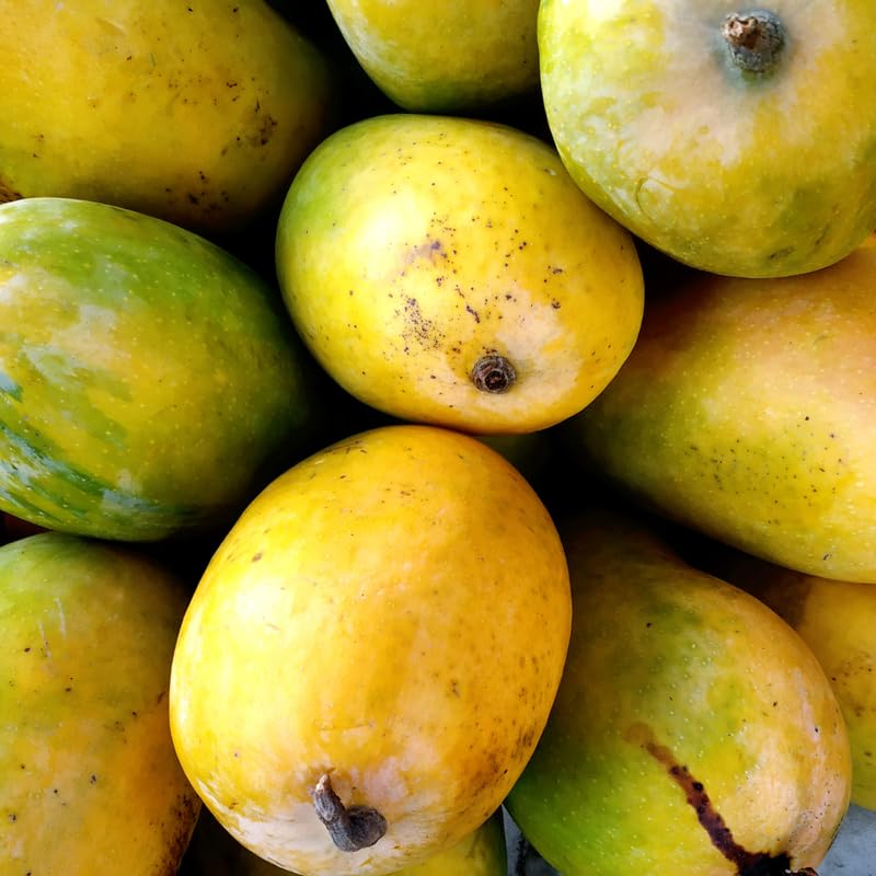 Keitt Mango Tree Live Plant Grafted, 14 to 18 Inches Tall in Pot, Ready to Bear Fruit in 1 Year, Sweet Mango Tree for Planting