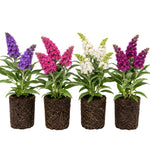 2 Assorted Butterfly Bush Plants Live, Vibrant Buddleia Plants 4-7 Inches, Colorful Flowering Shrub for Outdoor Garden