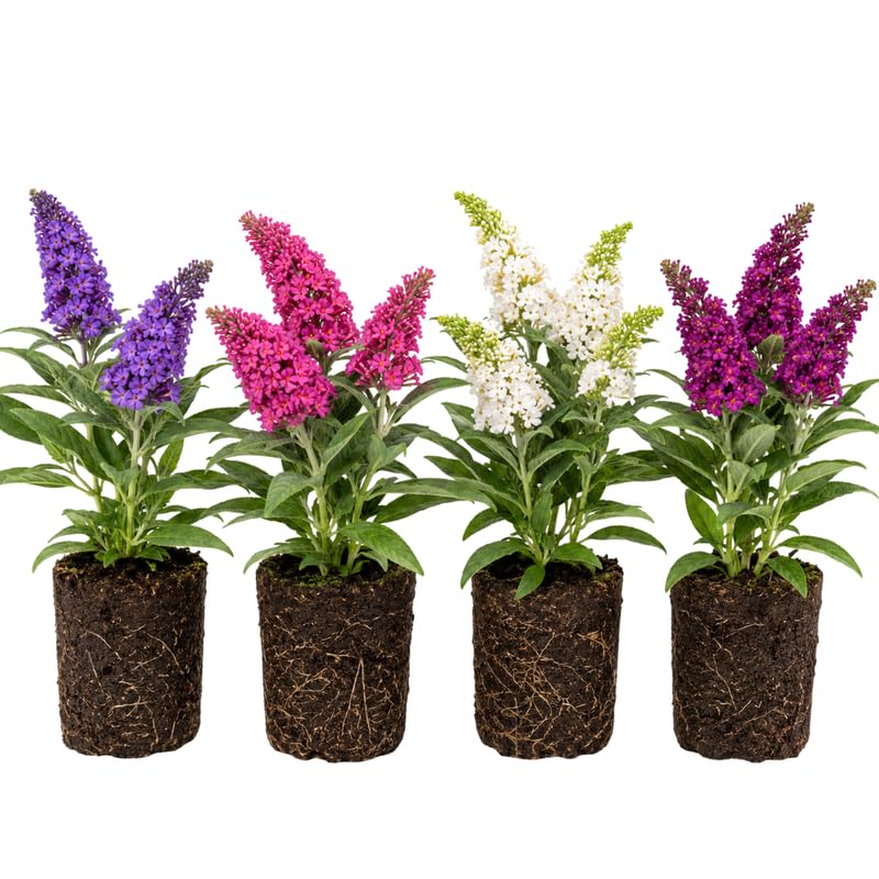 2 Assorted Butterfly Bush Plants Live, Vibrant Buddleia Plants 4-7 Inches, Colorful Flowering Shrub for Outdoor Garden