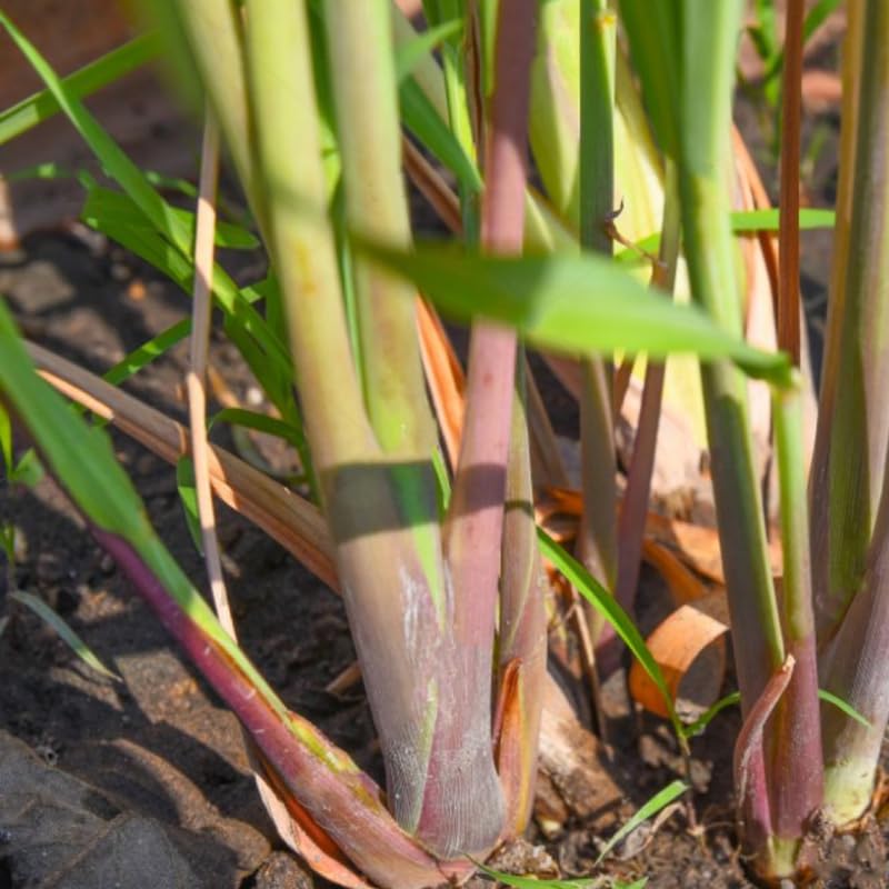 Set 4 Lemongrass Plants, 10 Inc Tall Lemon Grass Live Plants in Pot, Live Lemon Grass, Lemon Grass Plants, Live Lemongrass Plant for Indoor Outdoor Planting