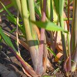 Set 2 Lemon Grass Live Plants, Live Lemon Grass, Lemon Grass Plants, Lemongrass Plant, Live Lemongrass Plant Potted in 4 in Pot