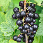 Currant Tree Live Plant for Growing, 1 Year Old, Currant Berries Fruit Tree, Currant Plant Live for Planting Your Garden, Currant Bush Live (Black Currant)