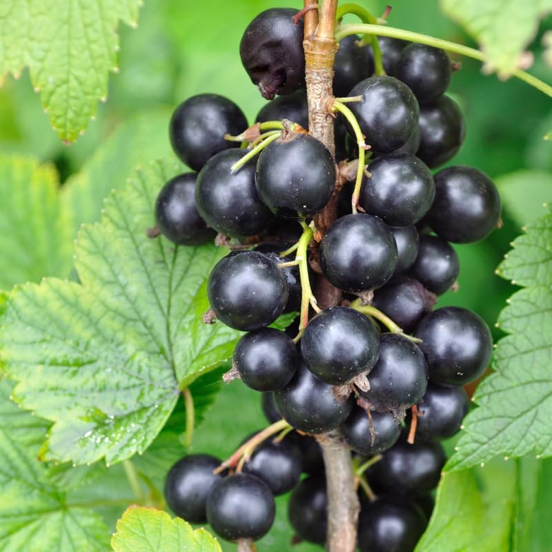 Currant Tree Live Plant for Growing, 1 Year Old, Currant Berries Fruit Tree, Currant Plant Live for Planting Your Garden, Currant Bush Live (Black Currant)