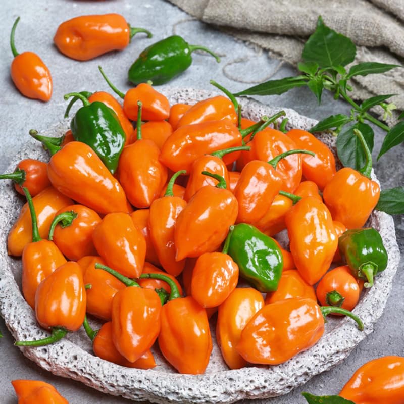 Pack 2 Yellow Orange Habanero Pepper Plants Live, Hot Habanero Pepper Plants 80 Days Old Plants for Planting