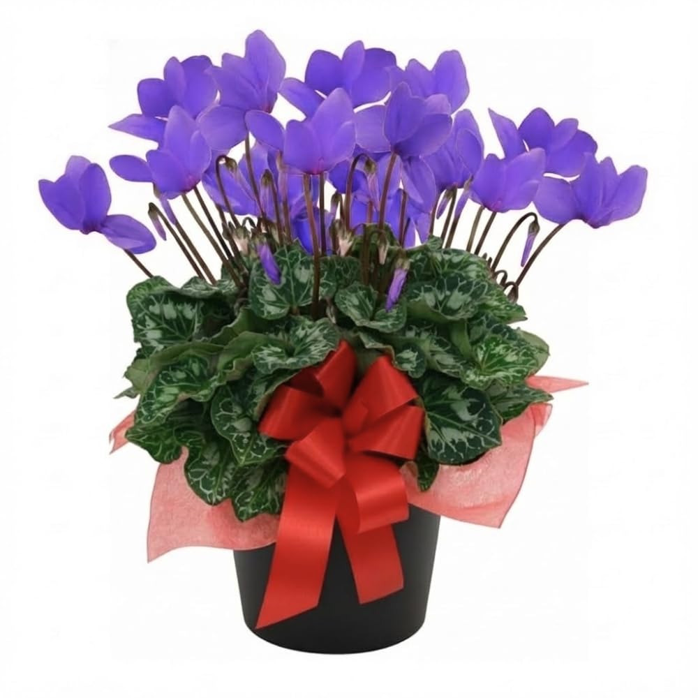 2 Purple Cyclamen Plants Live in 4" Pot, Already Bloom in Vibrant Color, Easy to Care for Indoor or Garden Flowering Houseplant