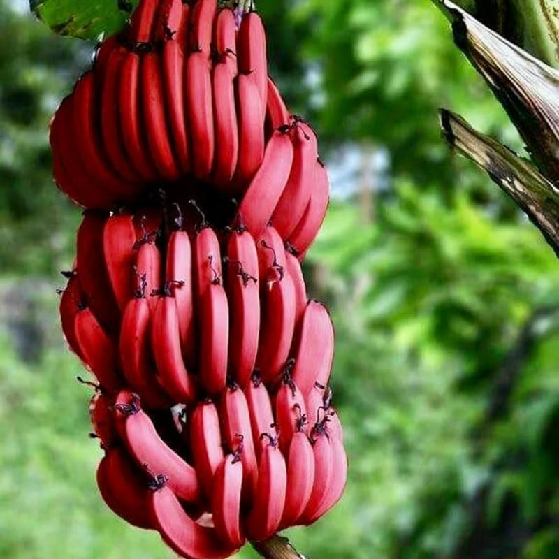 Red Banana Tree Live Plant, Edible Fruit, 4-6" Tall