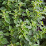 Set 2 Oregano Plants, 3-6" Tall Herb Mint Herb Plant Perennial, Live Oregano Plant, Outdoor Indoor Garden