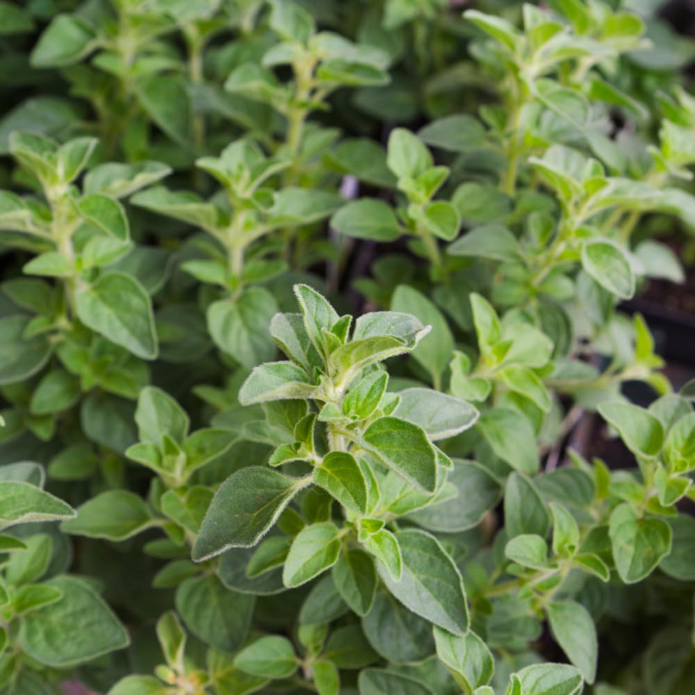 Set 2 Oregano Plants, 3-6" Tall Herb Mint Herb Plant Perennial, Live Oregano Plant, Outdoor Indoor Garden