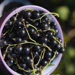 Currant Plant Live, Red Currant Bush Live Plant for Planting, 6 to 8 Inc Tall (Black)