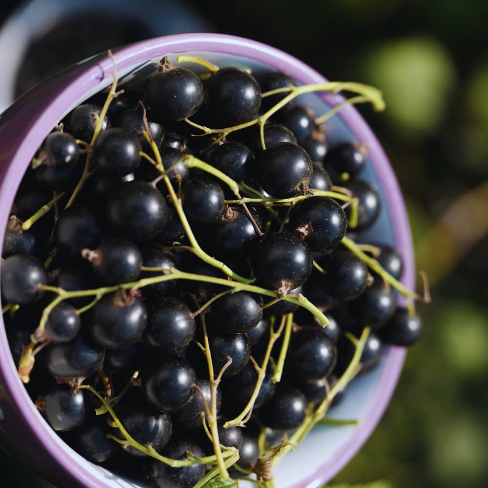 Currant Plant Live, Red Currant Bush Live Plant for Planting, 6 to 8 Inc Tall (Black)