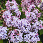 2 Miss Kim Lilac Trees Live Plants, 8 Months Old Well-Rooted Purple Syringa Bushes Seedling, 5 to 7 Inches Tall, Fragrant, Zones 3-7