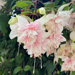 Pink Fuchsia Plant Live 4'' Pot, Hardy Flowering Fuchsia Starter 3-6'' Tall, Hanging Basket or Patio Garden Plants, 2 Plants per Pot