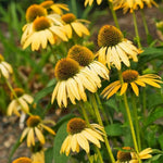 3 Yellow Coneflower Plants Live, Flowering Echinacea Perennial Plant Roots, 4-6 Inches