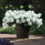 Sets 4 Perennial Verbena Live Plants Ground Cover or Trailing Potted, White Bloom, Outdoor Planting Spring