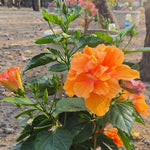 2 Double Peach Hibiscus Tree Live Plant, Hardy Hibiscus Plants Live, 8 to 11 Inches, Hibiscus Shrub Tree for Garden
