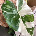 Colocasia Esculenta, Colocasia Live Plant, Elephant Ears Live Plant, Esculenta Taro Live Houseplant, 5-8 Inc Tall, No Pot (Rare Colocasia)