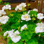 White Geranium Live Plant 4'' Pot, Flowering Geranium Well Rooted 3-6'' Tall, Outdoor Patio, Balcony or Container Garden Plants, 2 Plants per Pot