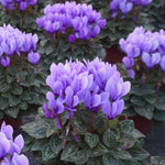 Cyclamen Plant Live in 4'' Pot, Vibrant Indoor Flowering Plants for Planting, Blooms Already, Indoor Outdoor Decoration (Purple Cyclamen)