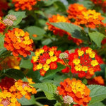 2 Orange Lantana Plants Live, Colorful Perennial, Long-Blooming and Very Hardy, Size 5 to 12 Inches in Tall, Well-Rooted, Outdoor Planting