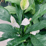 Peace Lily Live Plant, Indoor Flowering Plants 4-8 Inches, Office and Home Decoration - Variegated Peace Lily