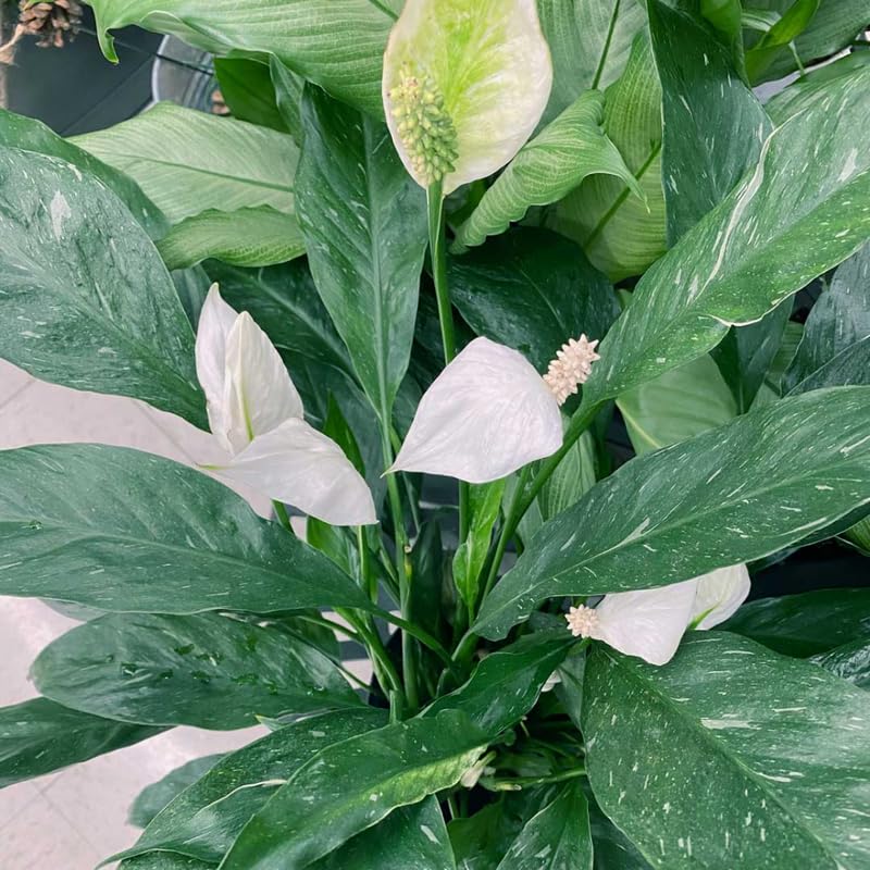 Peace Lily Live Plant, Indoor Flowering Plants 4-8 Inches, Office and Home Decoration - Variegated Peace Lily