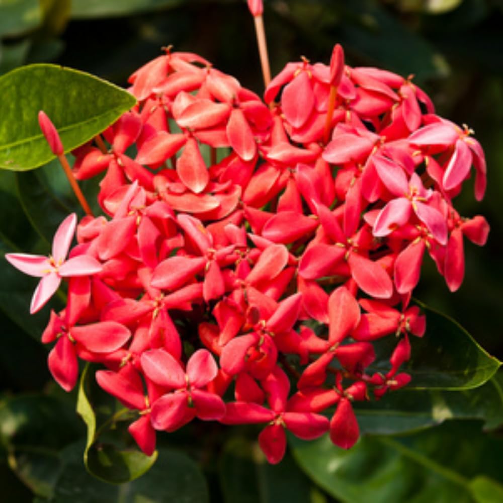 2 Red Ixora Plants Live, 5 to 7 Inc Tall, Ixora Flower Plant, Shrub Plant Tropical Ornamental Plants, No Pot