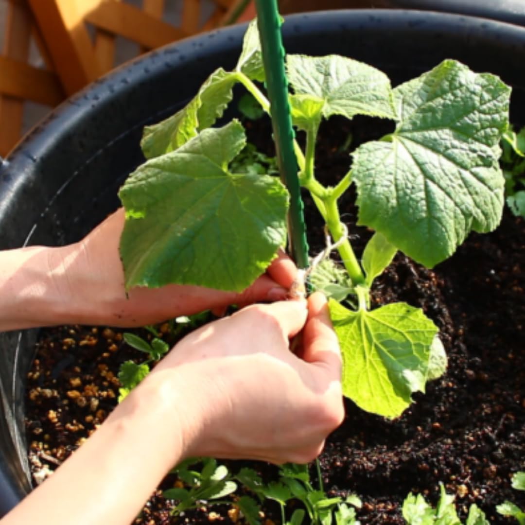 Luffa Plants Live, 02 Plants in 4 Inch Pot, Luffa Gourd Plant, Vegetable Plants Live for Garden