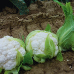 Cauliflower Plant Live, Live Cauliflower Plant Vegetable Plant Outdoor and Indoor Garden, 4 Inc Potted