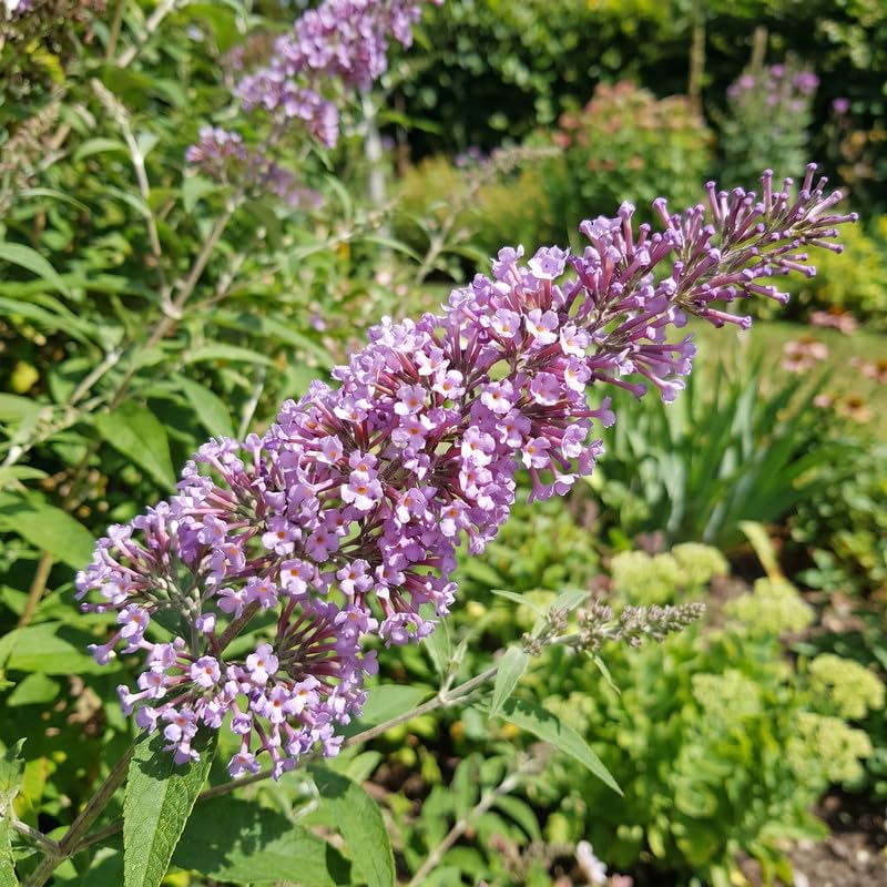 2 Light Blue Butterfly Bush Plants Live, Vibrant Buddleia Plants 4-7 Inches, Colorful Flowering Shrub for Outdoor Garden