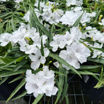 2 White Mexican Petunia Live Plants, Hardy Mexican Petunia Bush Cold Hardy, Starter Size 5-10 Inches in Tall, No Pot
