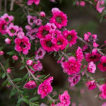 Manuka Tea Tree Live Plant, Pink Tea Tree, Compact Flowering Shrub for Outdoor Growing 4-9 Inch Tall