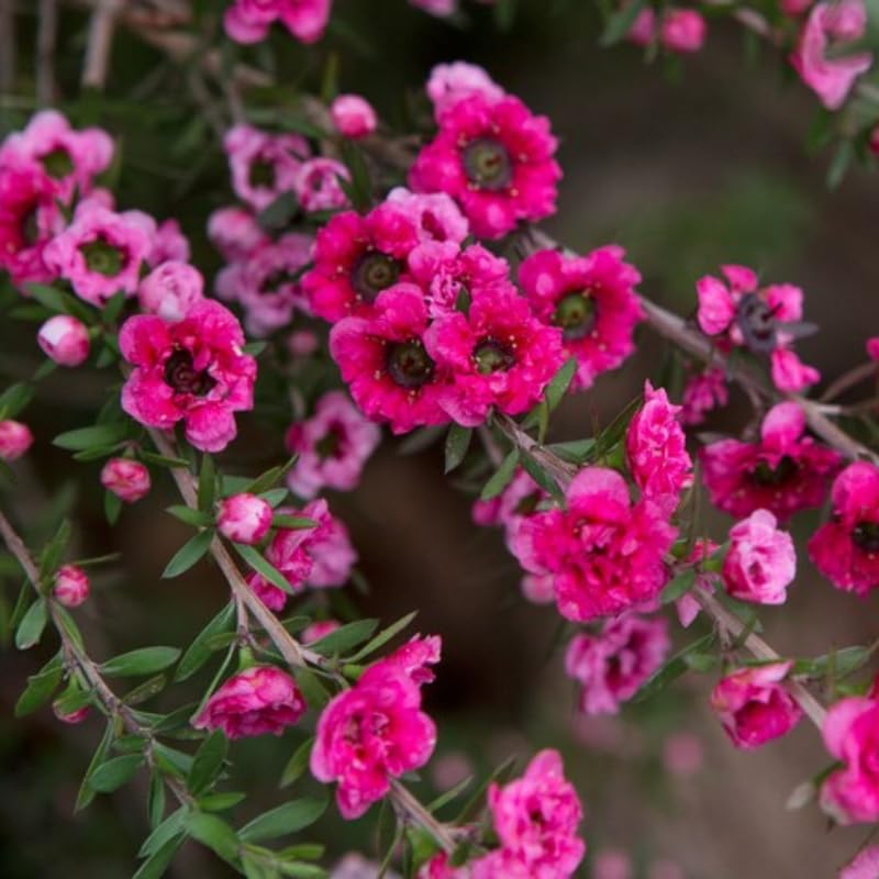 Manuka Tea Tree Live Plant, Pink Tea Tree, Compact Flowering Shrub for Outdoor Growing 4-9 Inch Tall