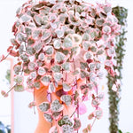 Ceropegia Woodii Variegated String of Hearts Live Plant, in Pot, Trailing Succulent Plant, Hanging Vine Live Indoor Houseplant
