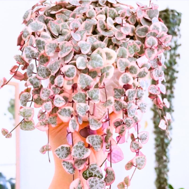 Ceropegia Woodii Variegated String of Hearts Live Plant, in Pot, Trailing Succulent Plant, Hanging Vine Live Indoor Houseplant