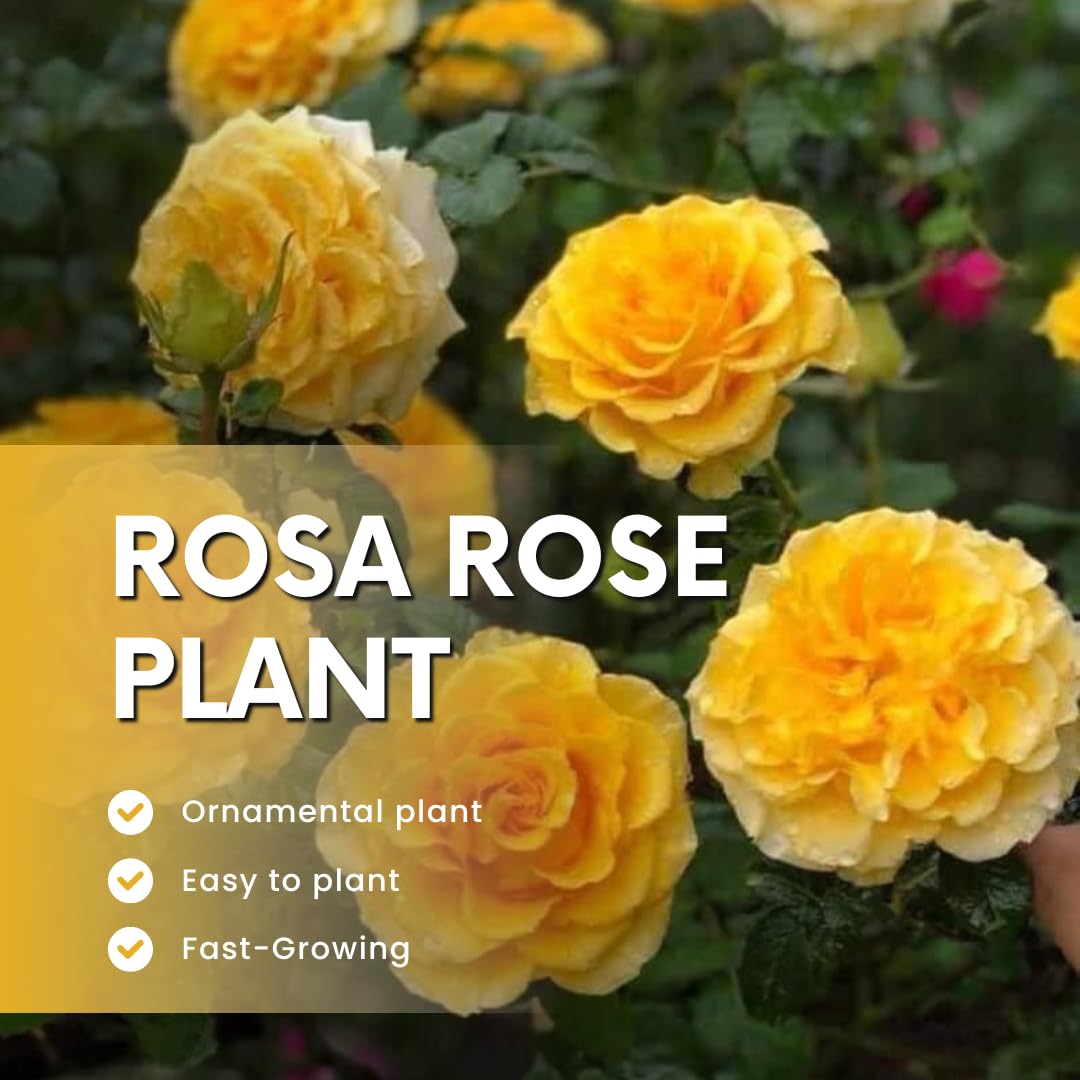 Rose Live Plant, Yellow Rose Bush Ready to Plant Well Rooted 5-9 Inch Tall, Heirloom Rose Flowers, No Pot