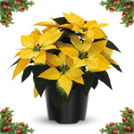2 Poinsettia Plants Live, Yellow Poinsettia Flowers Christmas Decorations, Holiday Houseplant, Poinsettias Trees Plants, No Pot, 5-9" Tall
