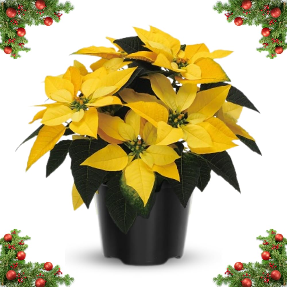 2 Poinsettia Plants Live, Yellow Poinsettia Flowers Christmas Decorations, Holiday Houseplant, Poinsettias Trees Plants, No Pot, 5-9" Tall