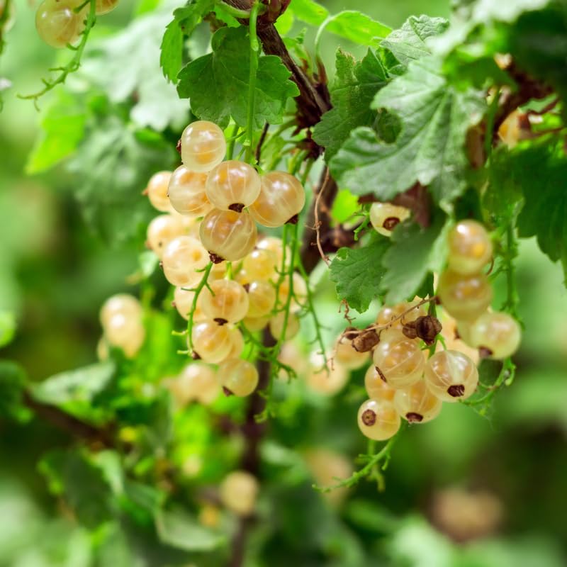 Currant Bush Live Plant, Currant Tree Live Plant for Planting, 5-10 Inch Tall, Currant Plant Live Ready to Grow Outdoors, Currant Berries Fruit Tree Starter Plant (White Currant)