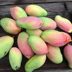 Valencia Mango Tree Live Plant Grafted, 14 to 18 Inches Tall in Pot, Ready to Bear Fruit in 1 Year, Sweet Mango Tree for Planting