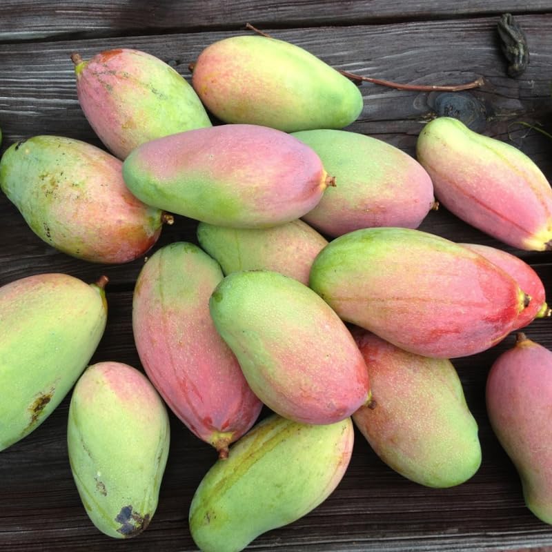 Valencia Mango Tree Live Plant Grafted, 14 to 18 Inches Tall in Pot, Ready to Bear Fruit in 1 Year, Sweet Mango Tree for Planting