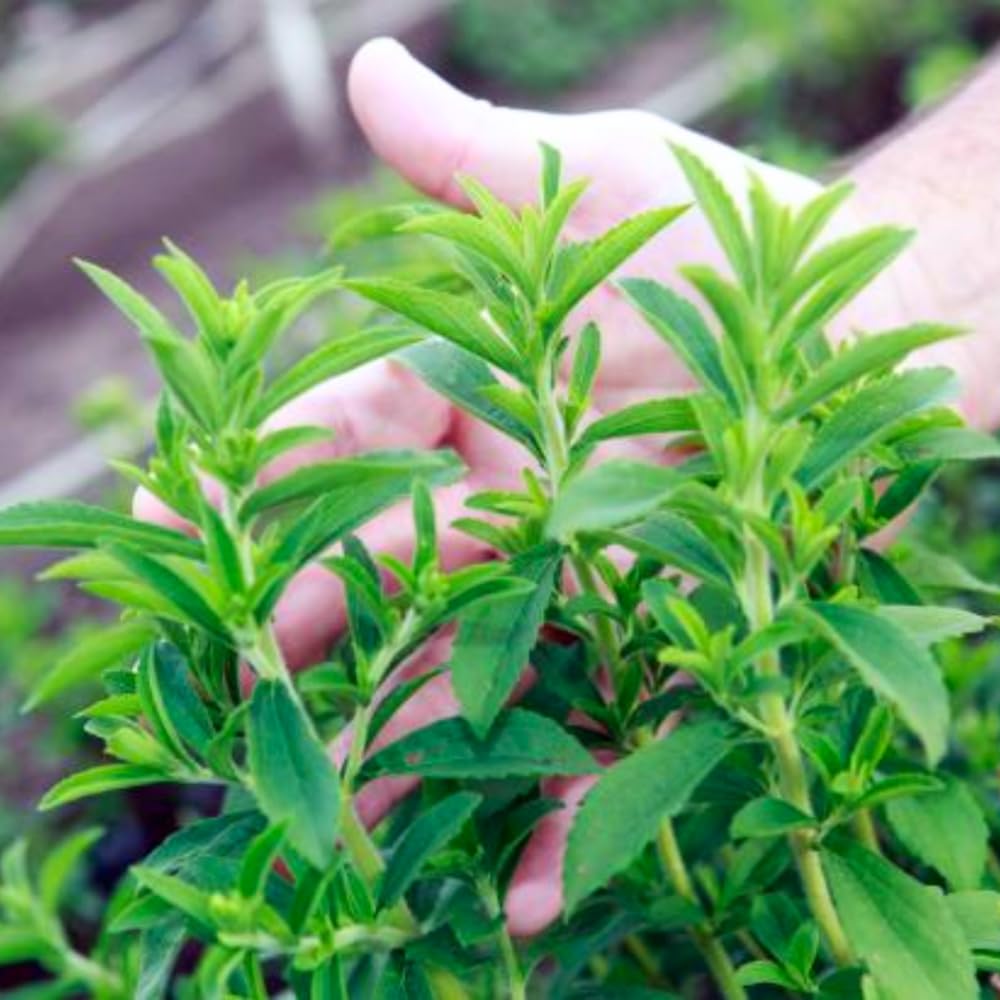 2 Stevia Plants Live for Planting Indoor Outdoor, 4-6 Inch Tall, Sweet Stevia Mint Herb, in Pot