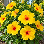 3 Hardy Hibiscus Live Plants, Flowering Shrub, Yellow Blooms, 4-7"